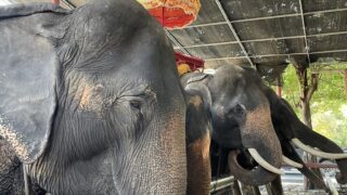 【タイ旅行】おすすめ観光スポットを紹介！バンコク・アユタヤ