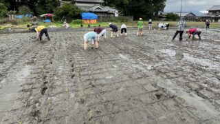 【お米づくり③】いよいよ田植え！苗取り・苗分け〜田植えの記録
