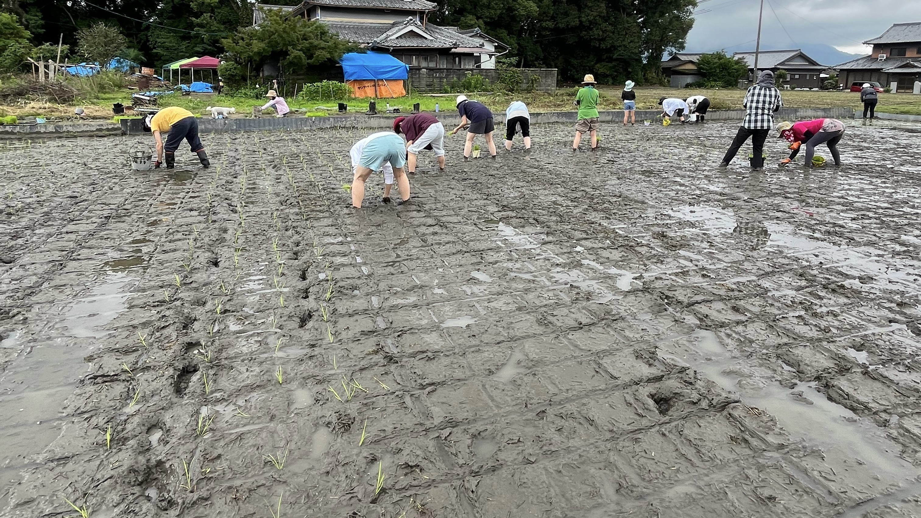 【お米づくり③】いよいよ田植え！苗取り・苗分け〜田植えの記録