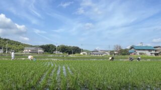 【お米作り④】田植えから稲刈りまでの成長記録。田車、草取りなど！