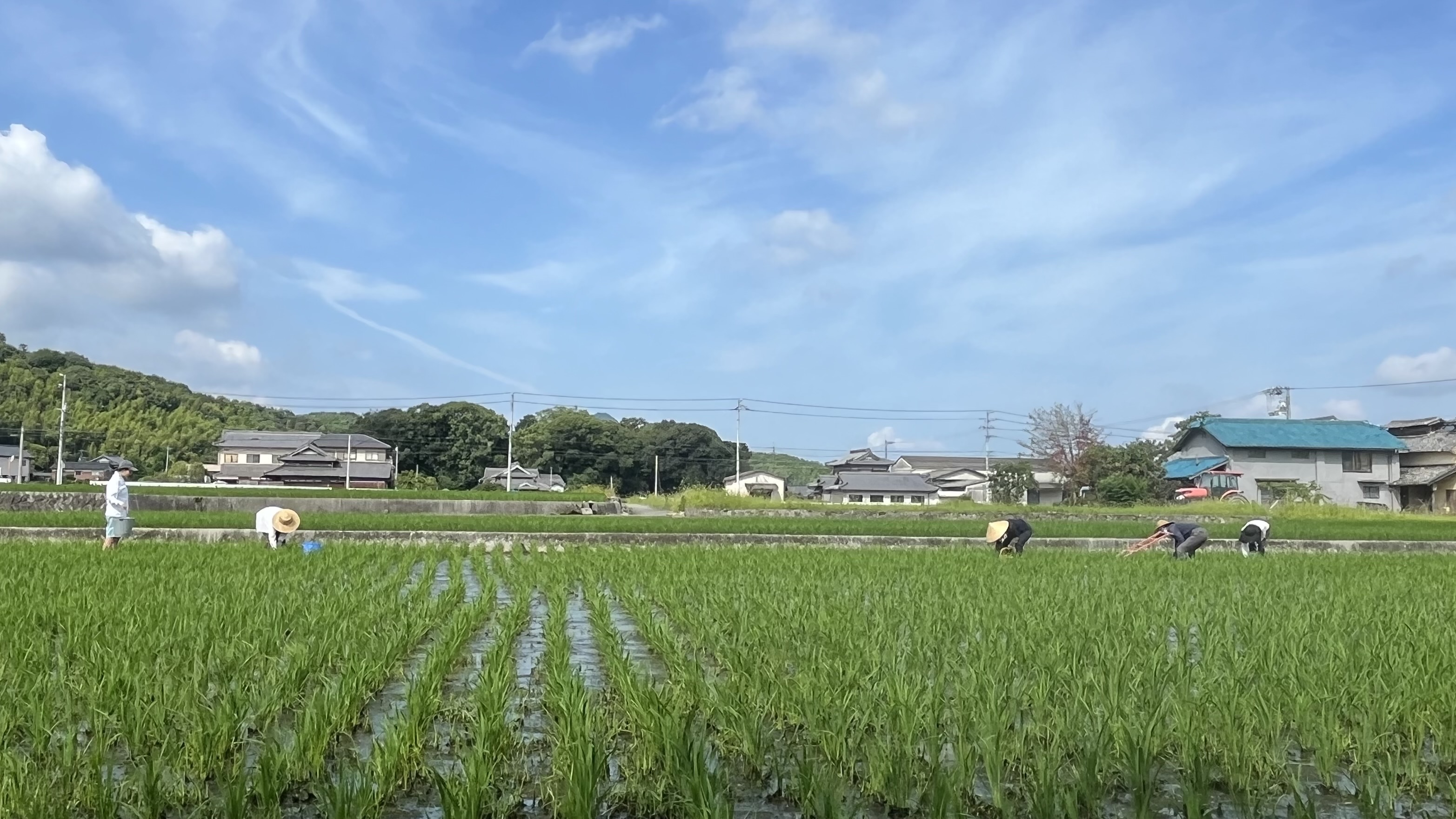 【お米作り④】田植えから稲刈りまでの成長記録。田車、草取りなど！