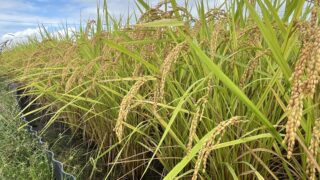 【お米作り⑤】ついに稲刈り！手刈りの記録