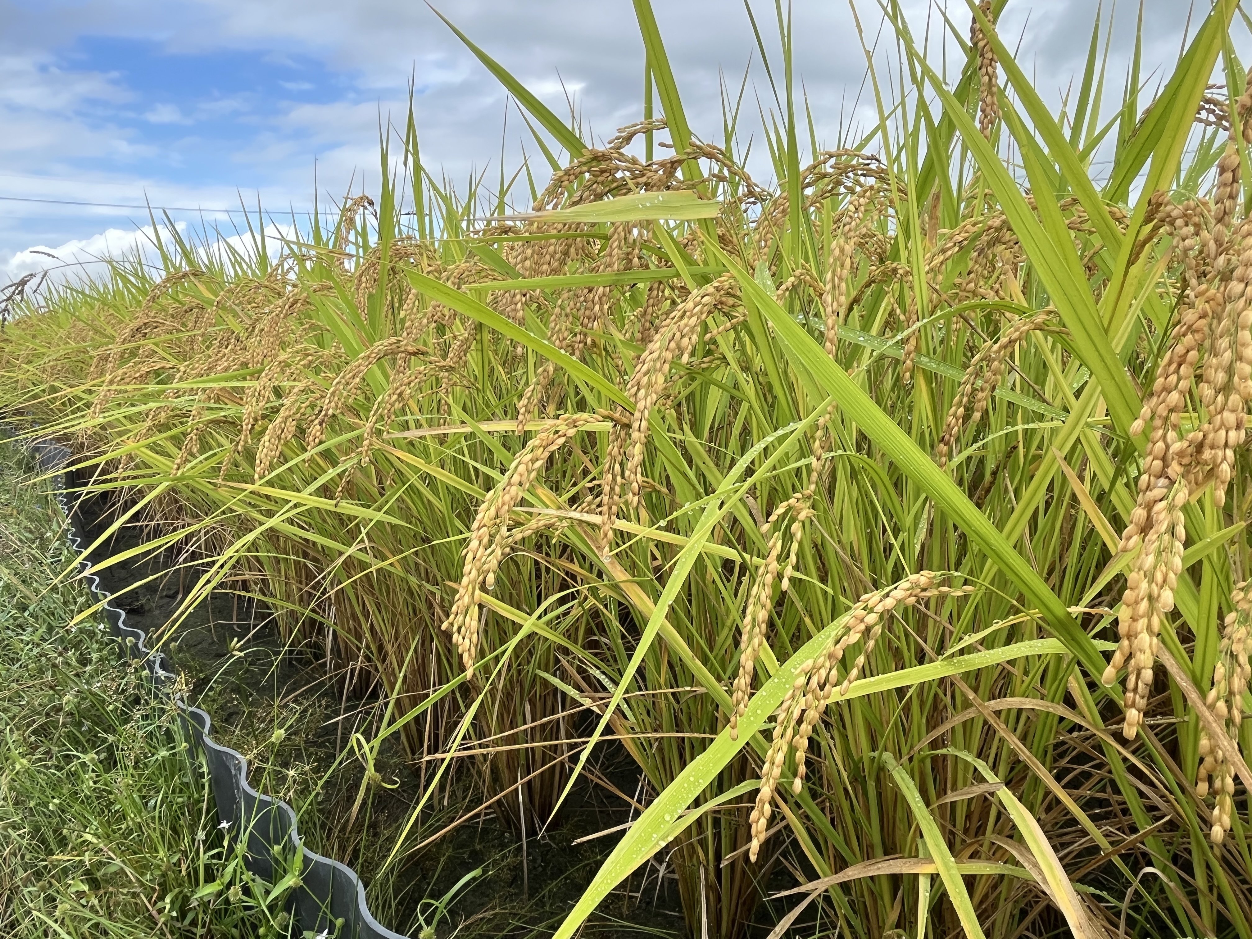 【お米作り⑤】ついに稲刈り！手刈りの記録