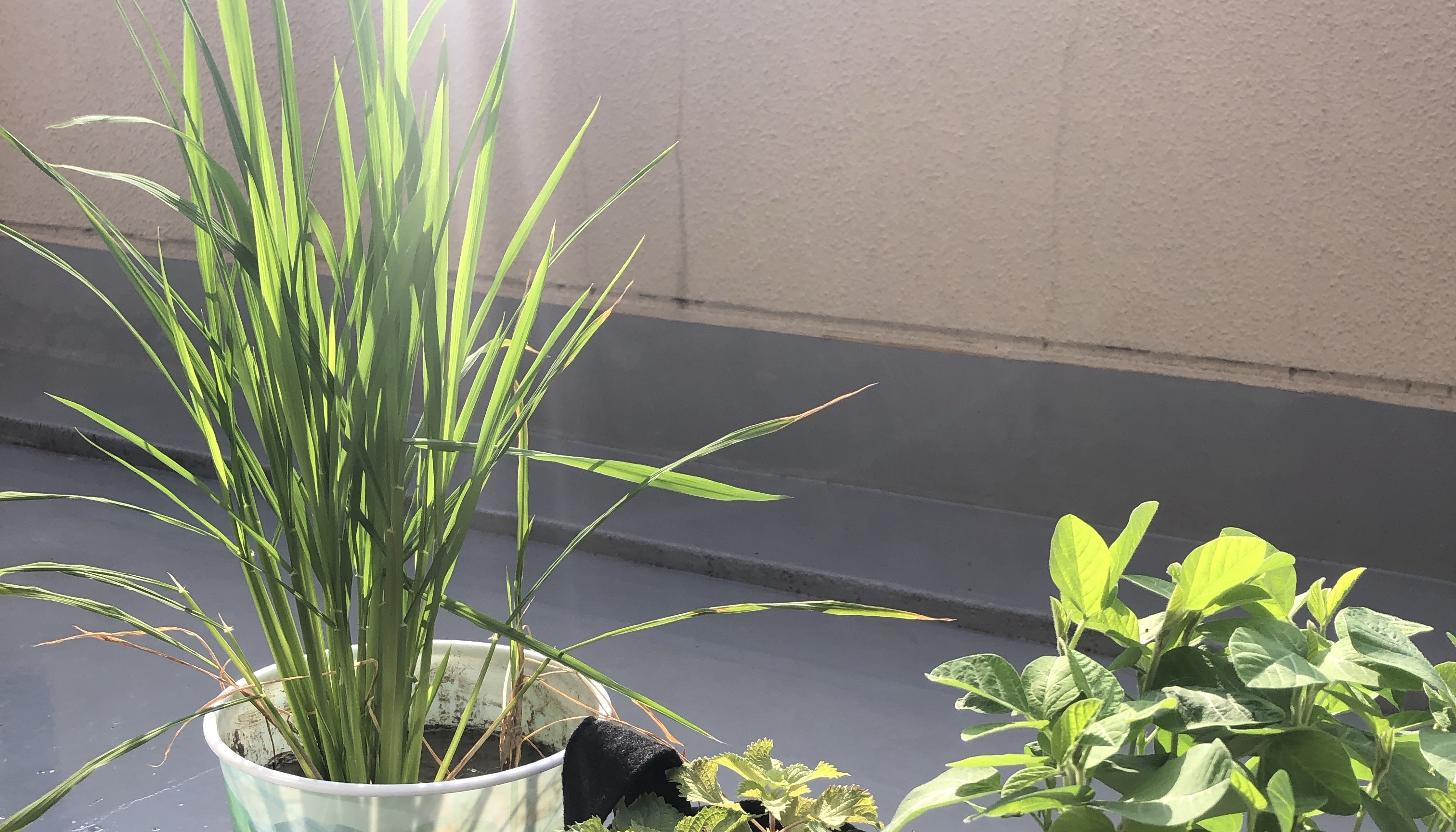 【バケツ稲やってみた！】意外に奮闘、稲の成長記録