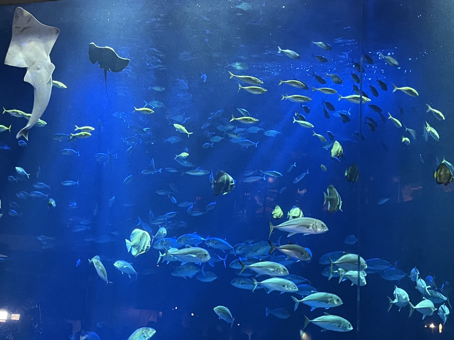 四国水族館　香川宇多津